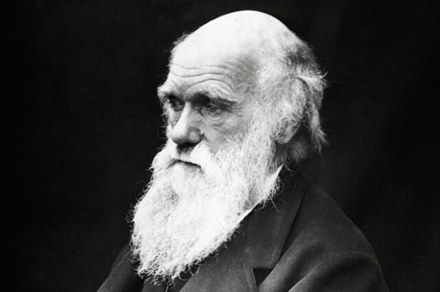 the five best big beards