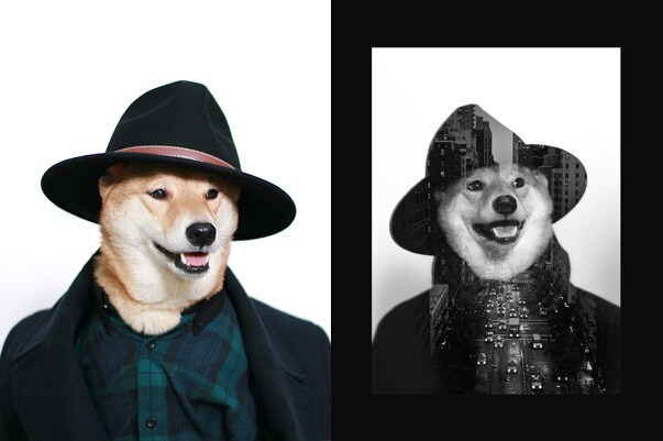 meet menswear dog