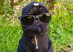 Asos dog clothes clearance