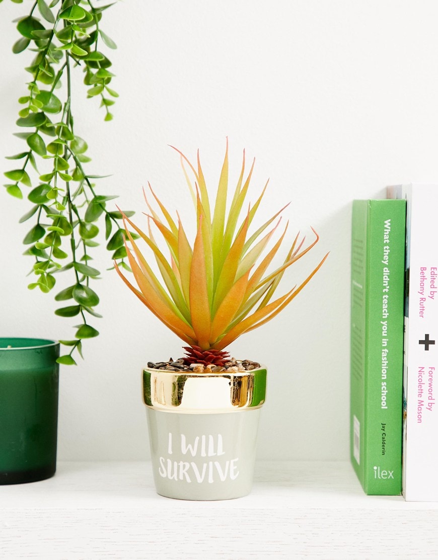 Candlelight cactus plant