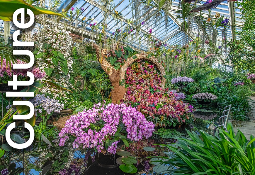 Orchids at the Kew Gardens Orchid Festival
